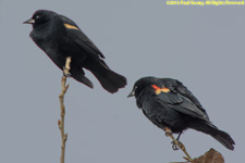 red-winged blackbirds